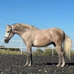 Silencio *2022, stallion, 1,53m, price B