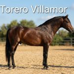 Torero Villamor *2022, PRE stallion, 1,61m, price D