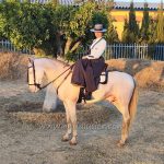 VENECIANO LA REINA *2016, PRE Wallach, 1,67m, Preis D